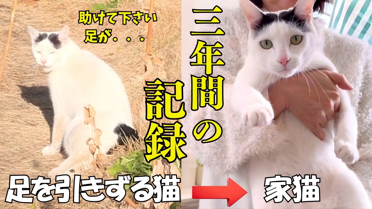 足に障害のある猫が起こした幸せへの奇跡【野良猫から家猫へ】
