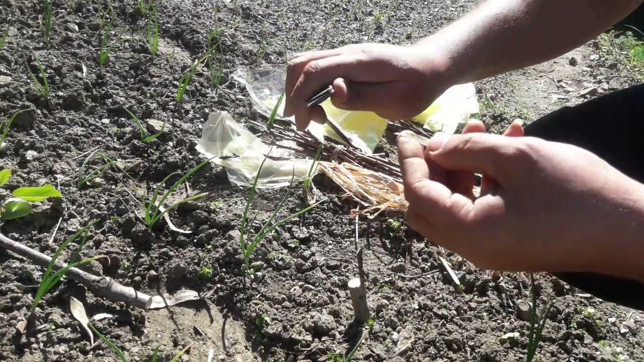 بما اننا في موسم تطعيم الاشجار الكرز او حب الملوك إليكم عملية التطعيم بالشق اللحائي