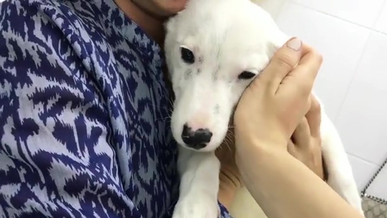 The puppy cried because he felt self-pity when he was hugged because of what he went through