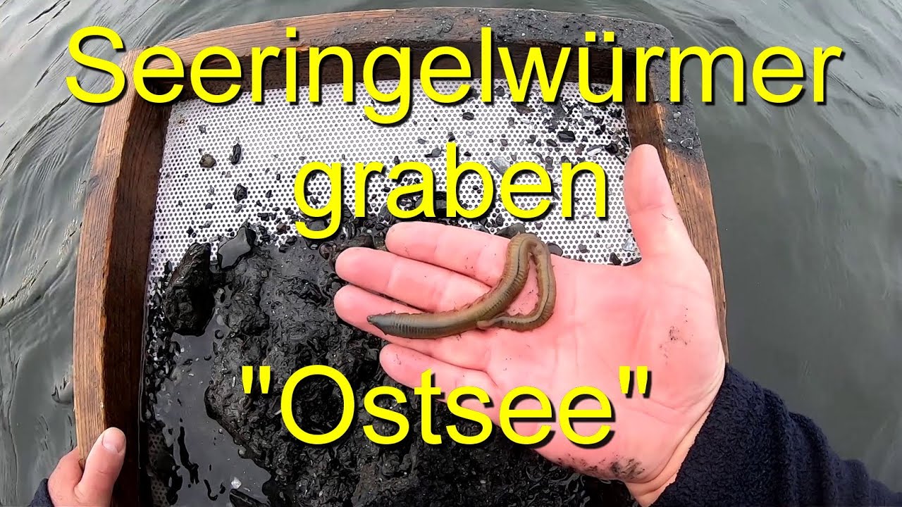 Seeringelwürmer graben. Tipps für die 
