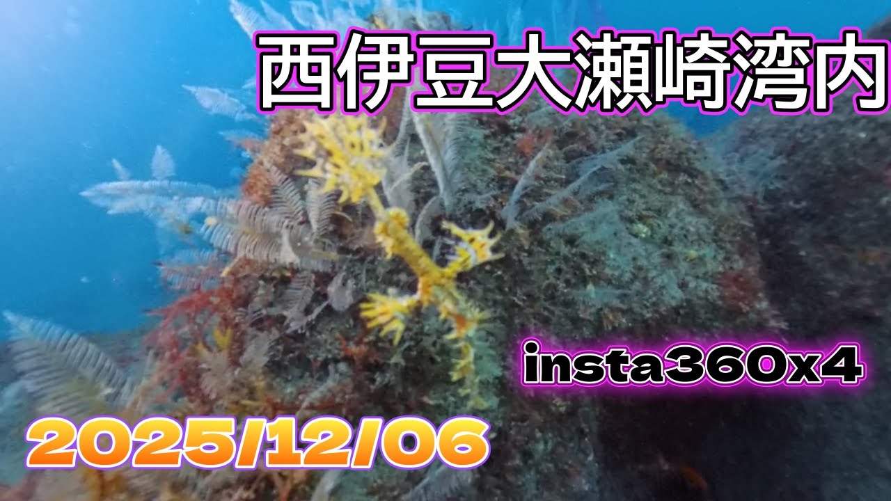 西伊豆大瀬崎湾内2本目
