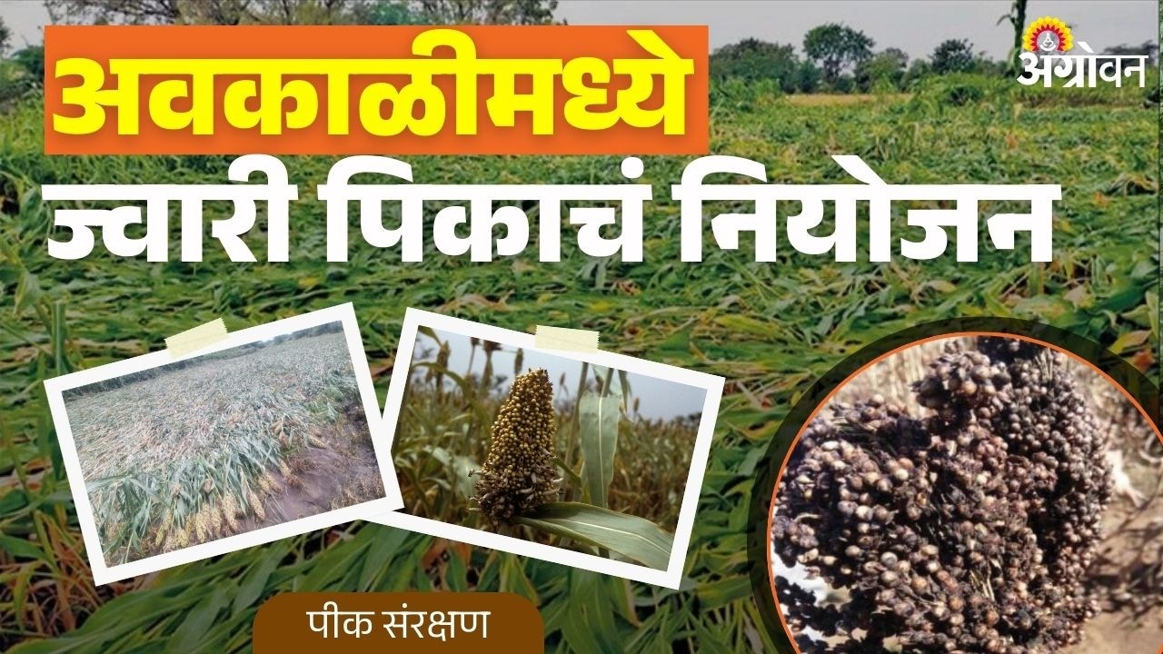 Jowar Unseasonal Rain: अवकाळी आणि ढगाळ हवामानात ज्वारीची काळजी कशी घ्यावी? | Agrowon