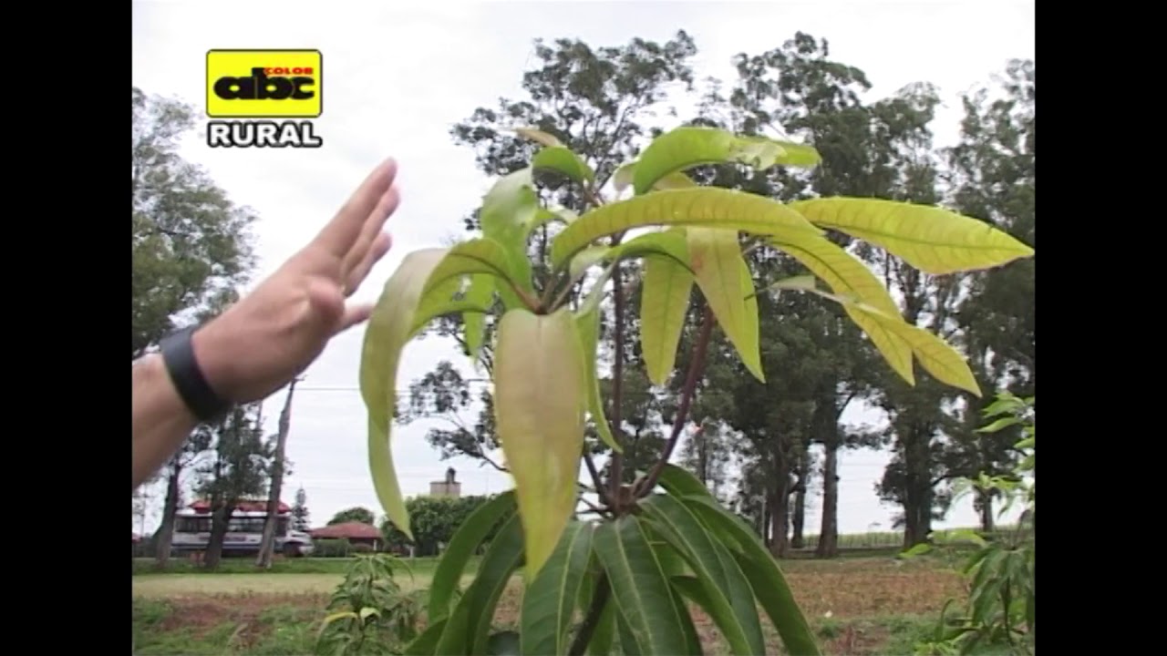 Poda de  plantas de mango