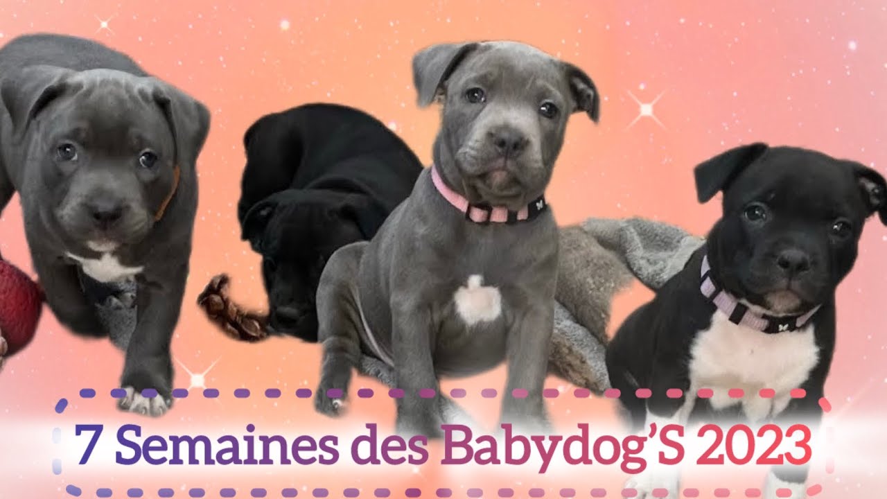 Les Chiots 2023 Staffie Bleu & Noir - les 7 semaines 🎉 Jeux à gogo 🐾