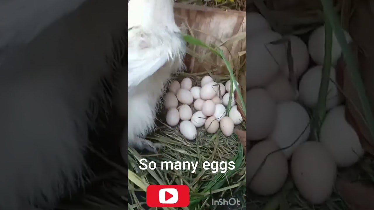 silkie eggs #pets ,#hatchingchicks ,#cut,#adorablepet