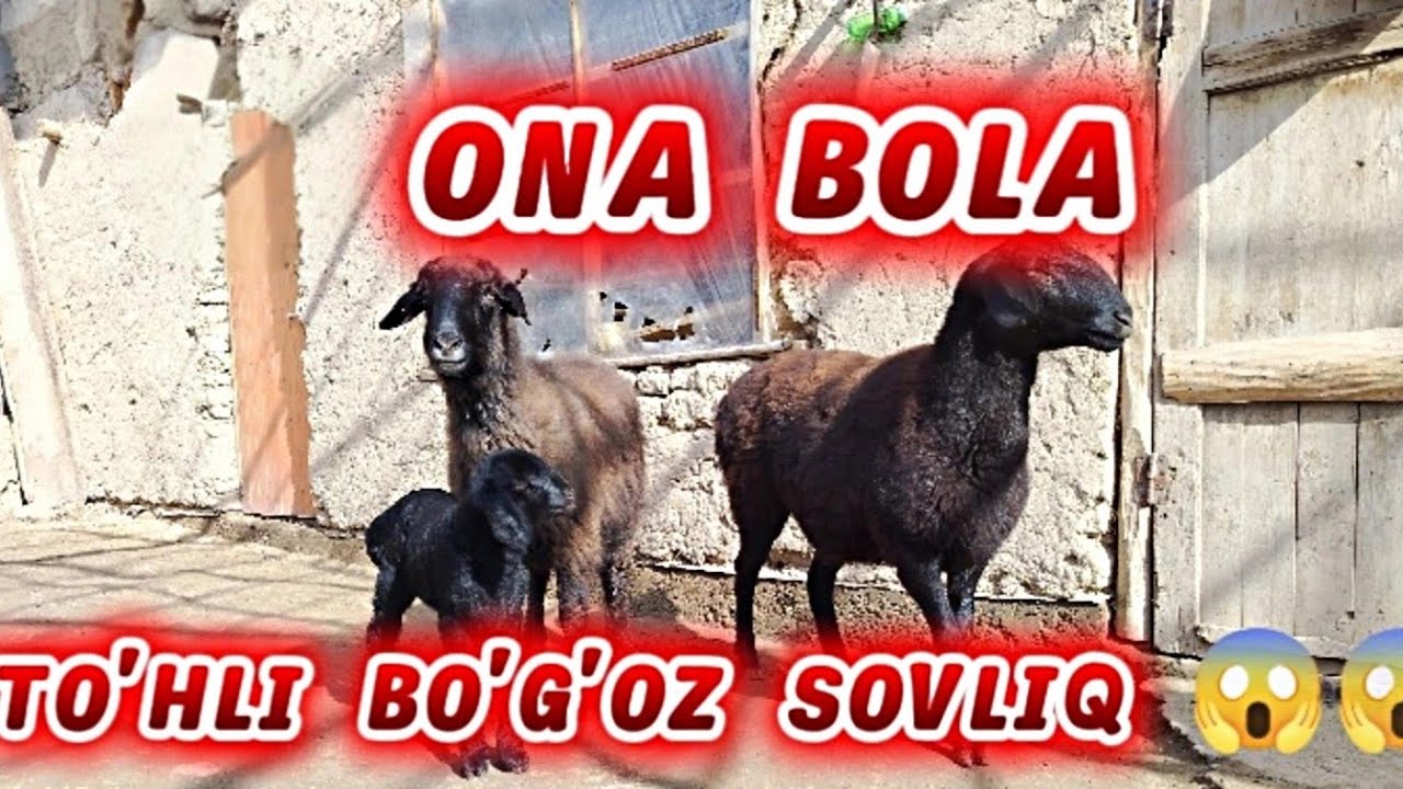 TO'HLI BO'G'OZ SOVLIQ ONA BOLA SOVLIQ ONA BOLA 5,500DAN 😱😱