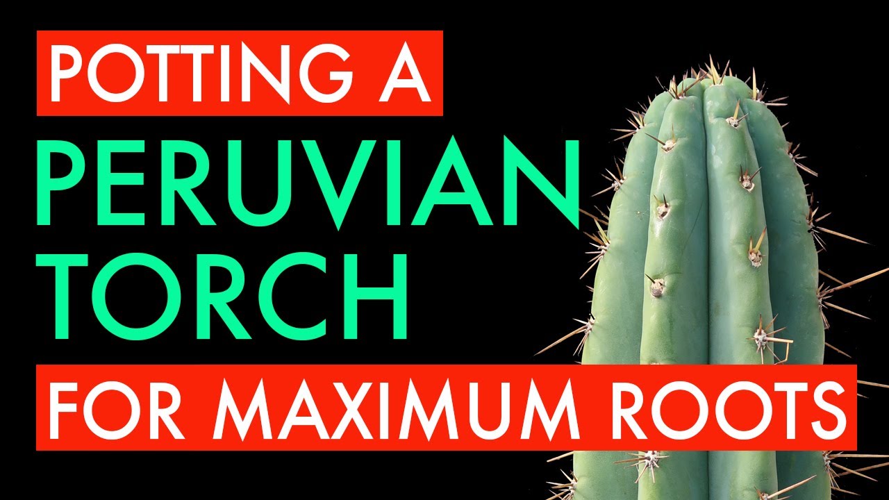 Potting a Peruvian Torch for Maximum Roots!