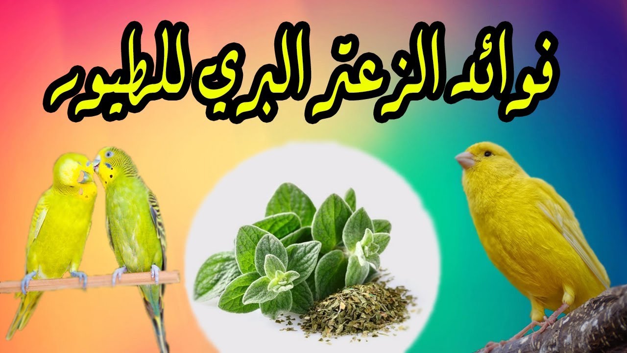 فوائد الزعتر البري للطيور وطريقة تحضيره