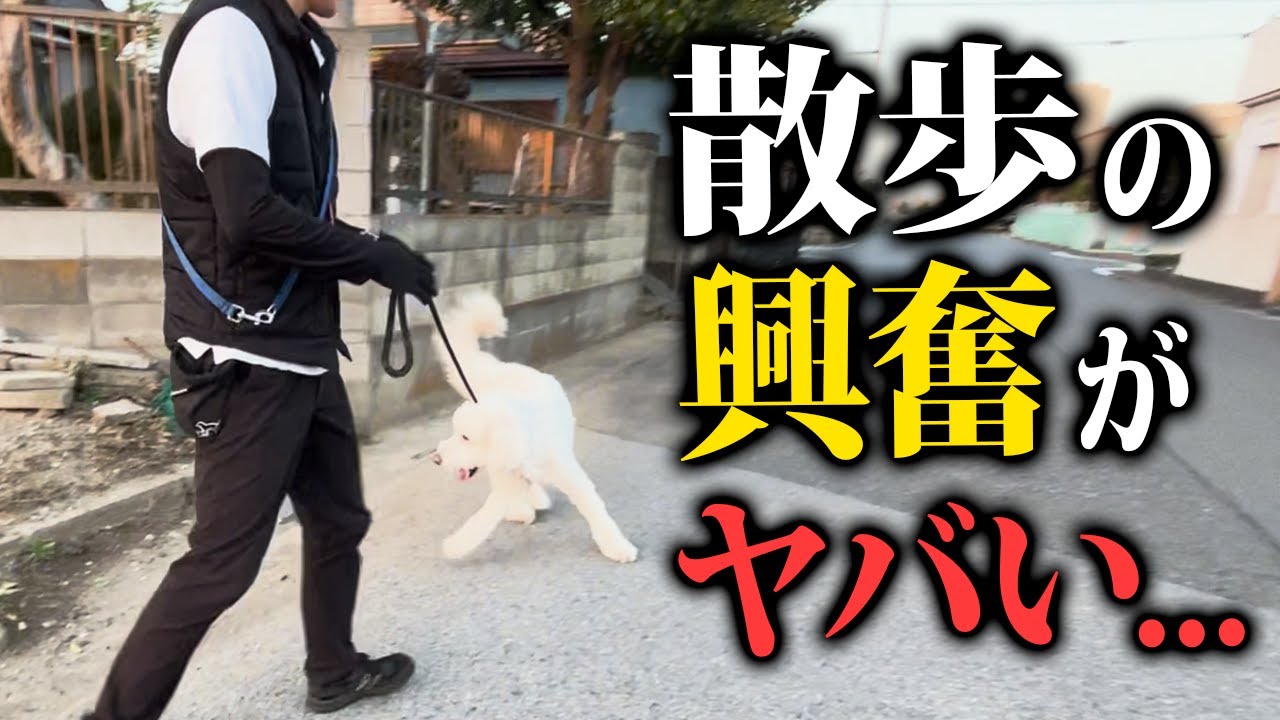 【実践】犬の散歩の興奮、ひっぱり、吠えをプロドッグトレーナーがしつけ改善します