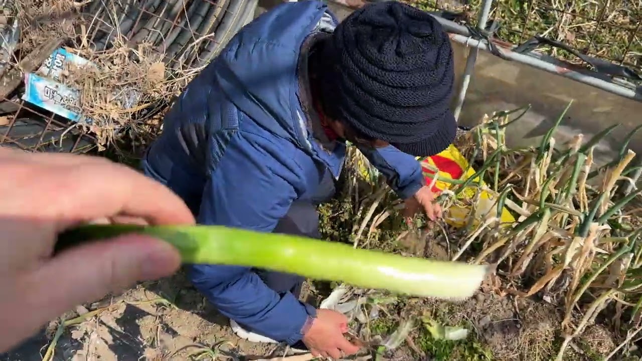 계란말이에는 대파가 필요해요 