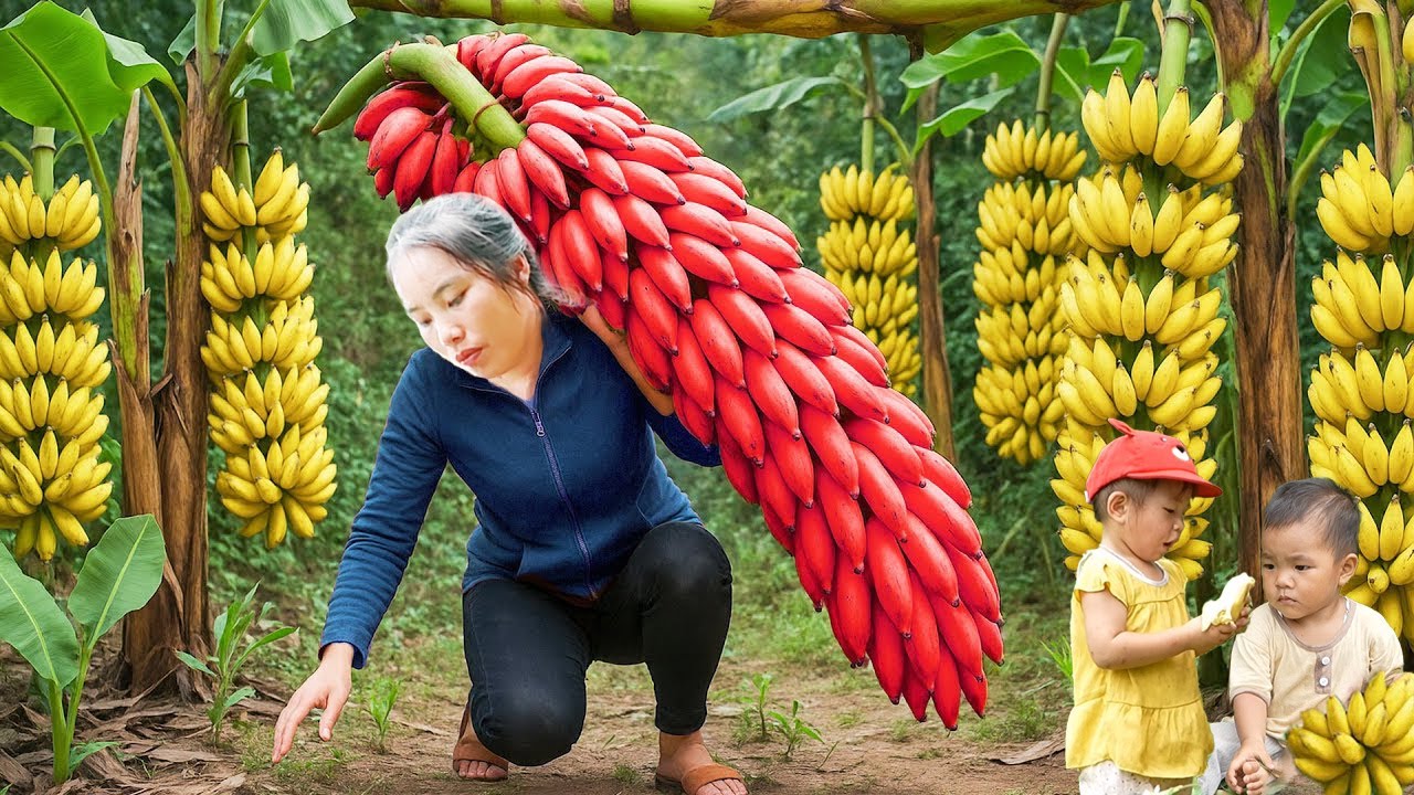 Harvest red bananas, melons and lychees to sell at the market, cook fish porridge for my daughter