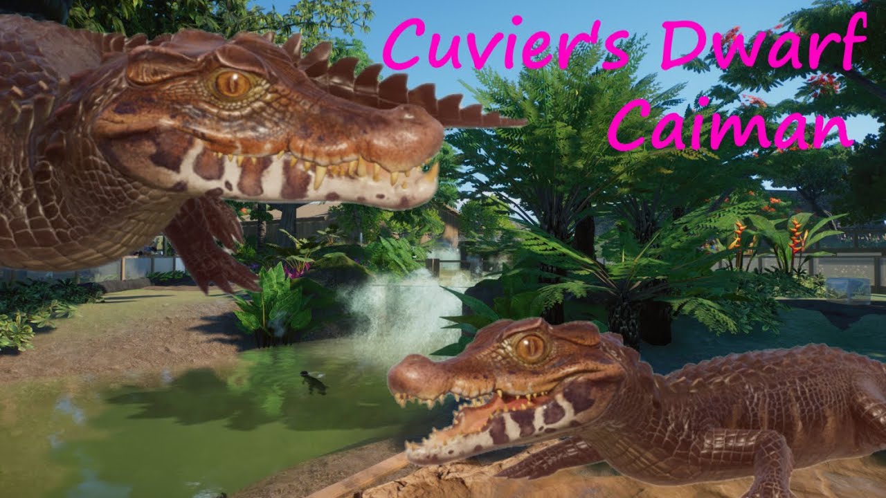 Cuvier's Dwarf Caiman - King Island Zoo