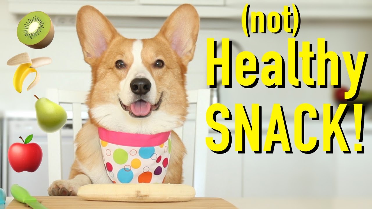 SECRET SNACK! - Topi the Corgi