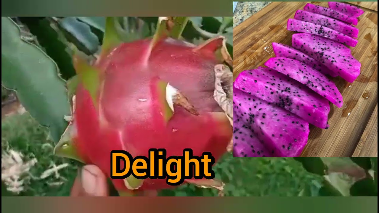 Como enraizar mudas de Pitaya, de uma maneira simples e pratica