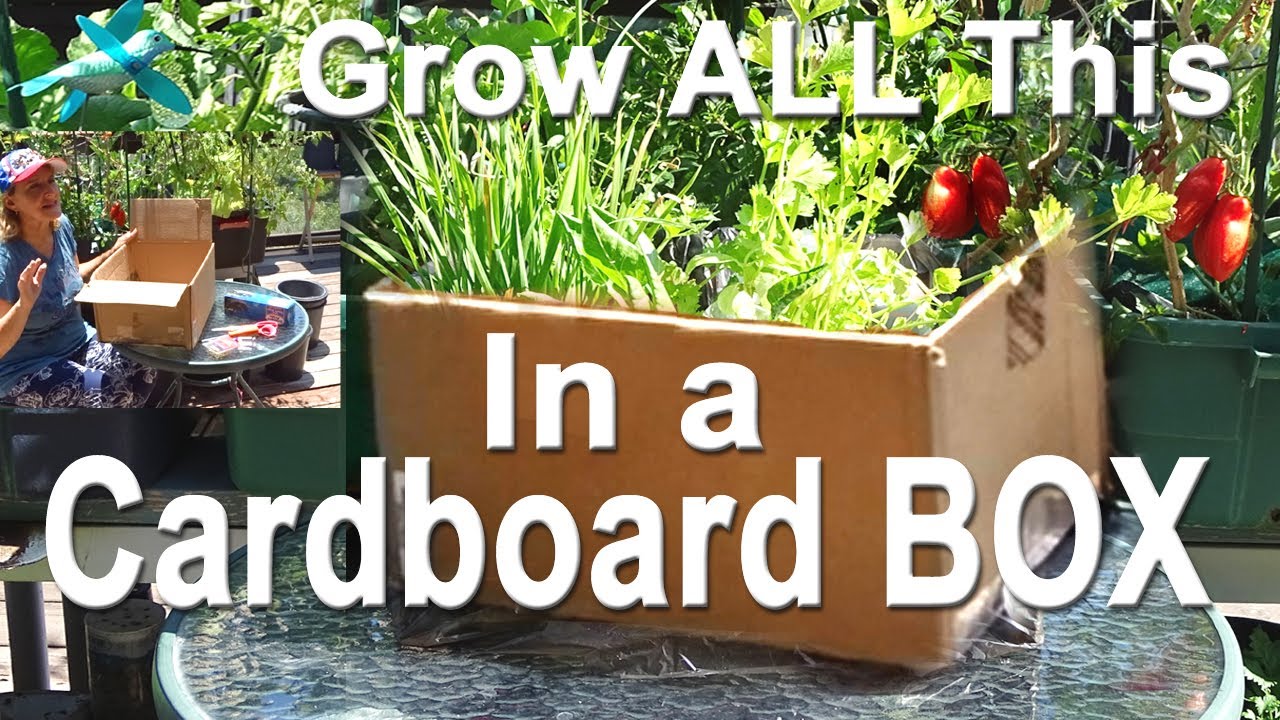 FREE Cardboard Box Garden HOW to Build a CHEAP Raised Bed DIY Fast & Easy Food Container Gardening