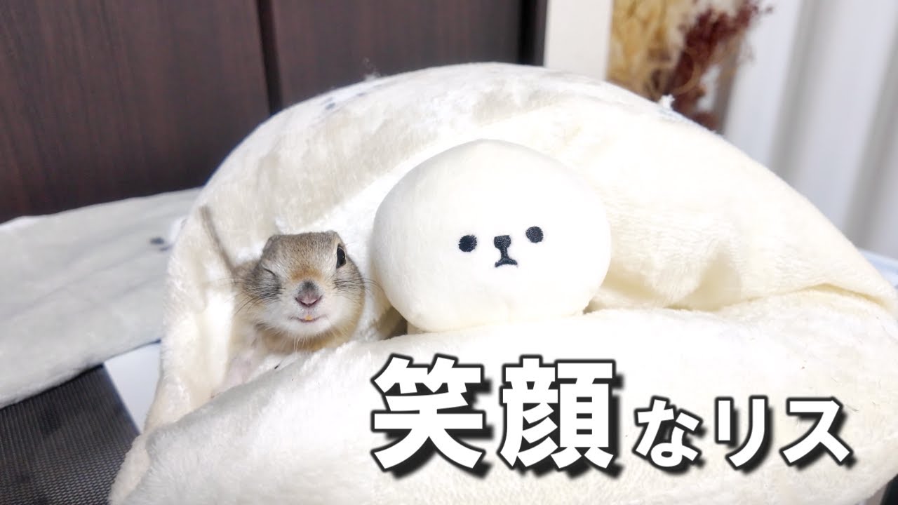 こたつで遊んで上機嫌になるリス