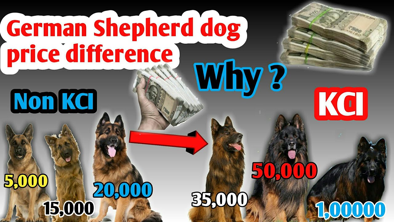 Why kci dog is costly as compare to non kci dog|| Biggest mystery of dog breeder?????????? 💴💴💵💵