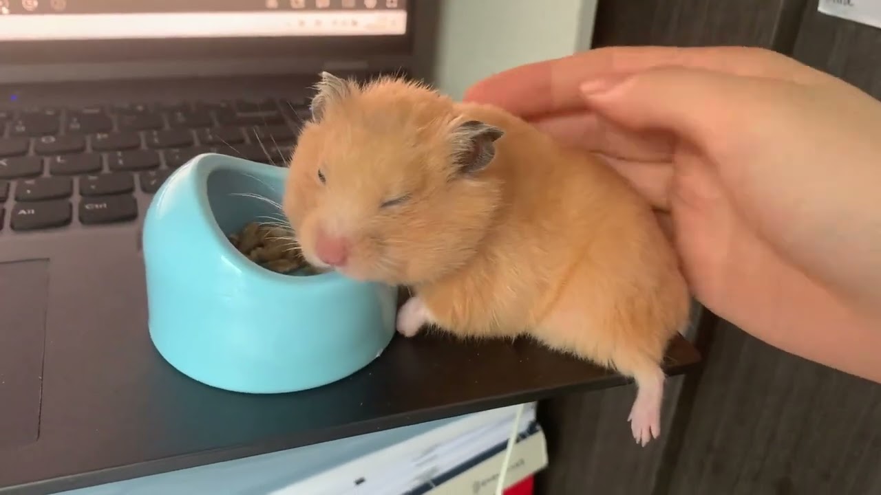 my hamster sleep