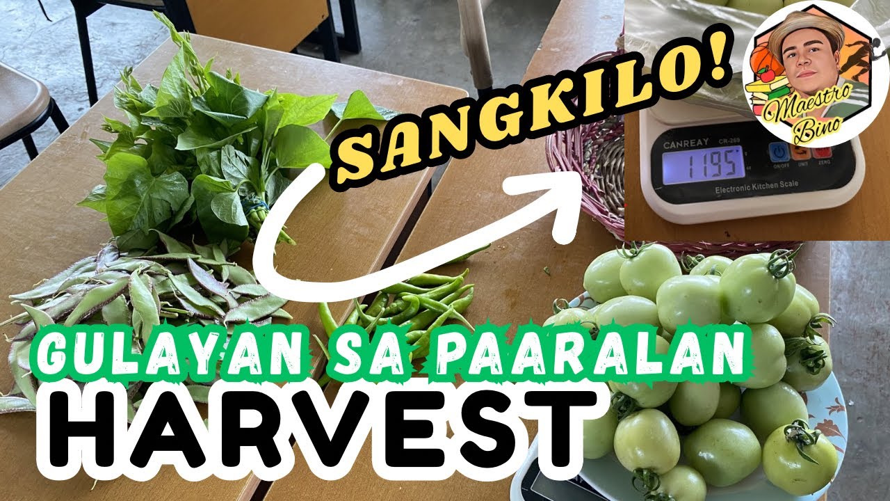 Nag-harvest ako ng Kamatis, bataw, talbos ng kamote at sili sa aming school gardern…