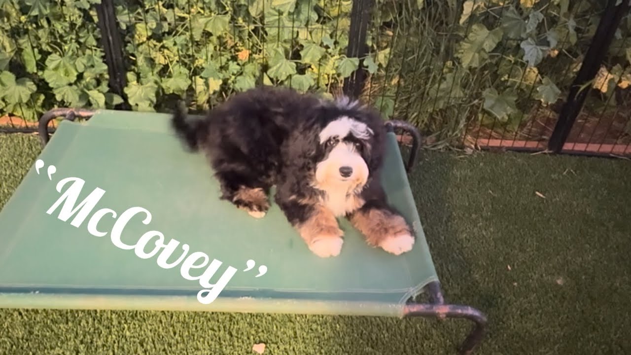 McCovey- Started Puppy - SOLD 