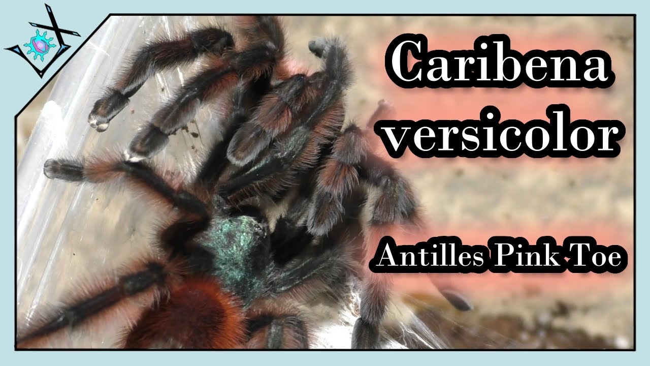 Breeding The Third Female Tarantula | Caribena versicolor【Tarantula Breeding】