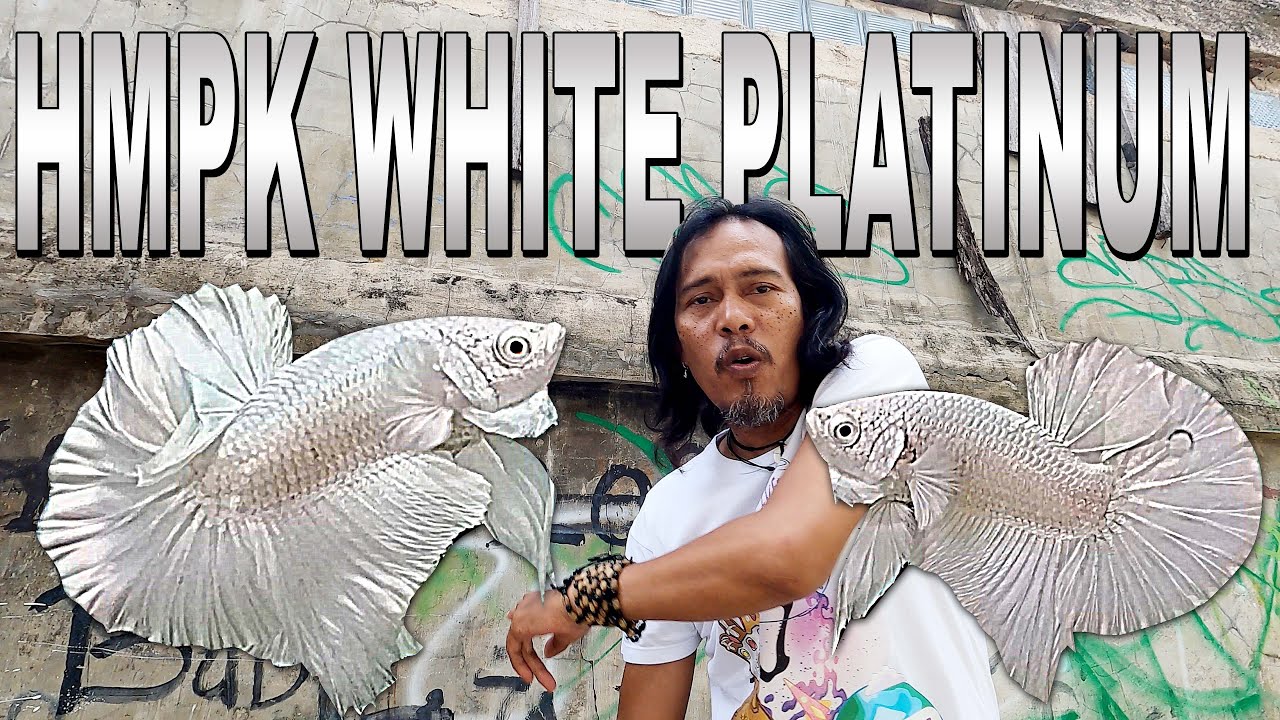 HMPK WHITE PLATINUM DAI BEKASI TIMUR