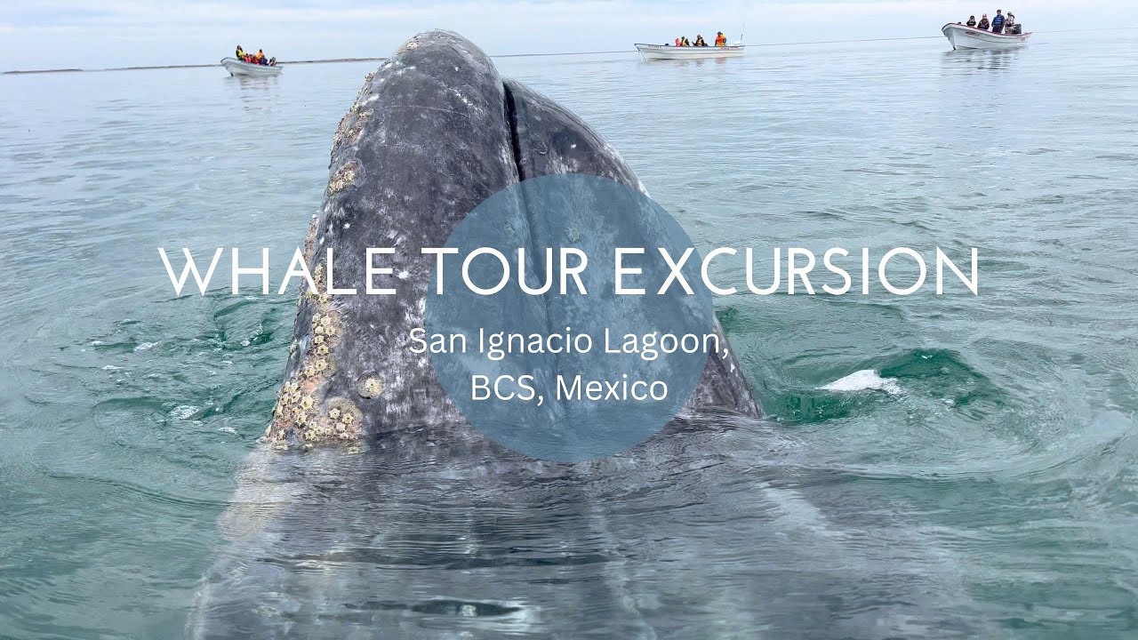 Whale Tour Excursion in San Ignacio Lagoon - 4K - Baja California Sur, Mexico