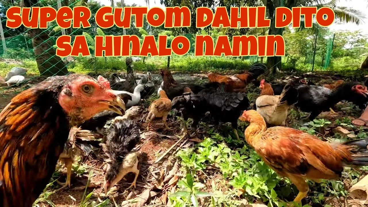 Native Chicken Farming Saya ng Tulungan