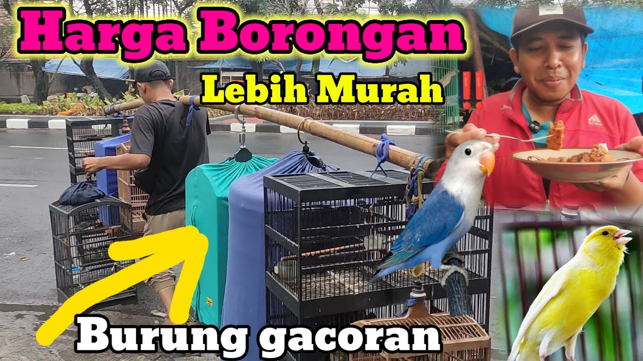 REVIEW HARGA BURUNG DI PASAR SUKAHAJI BANDUNG ‼️ STOK GACORAN