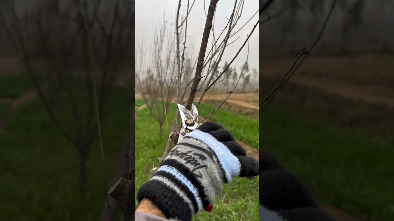 How to prune death plum tree for Maximum Growth #satisfying #pruning #farming #shortvideo