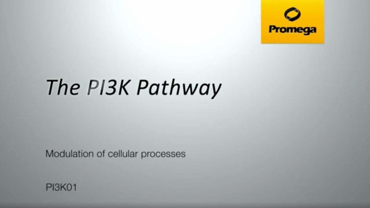 The PI3K Pathway