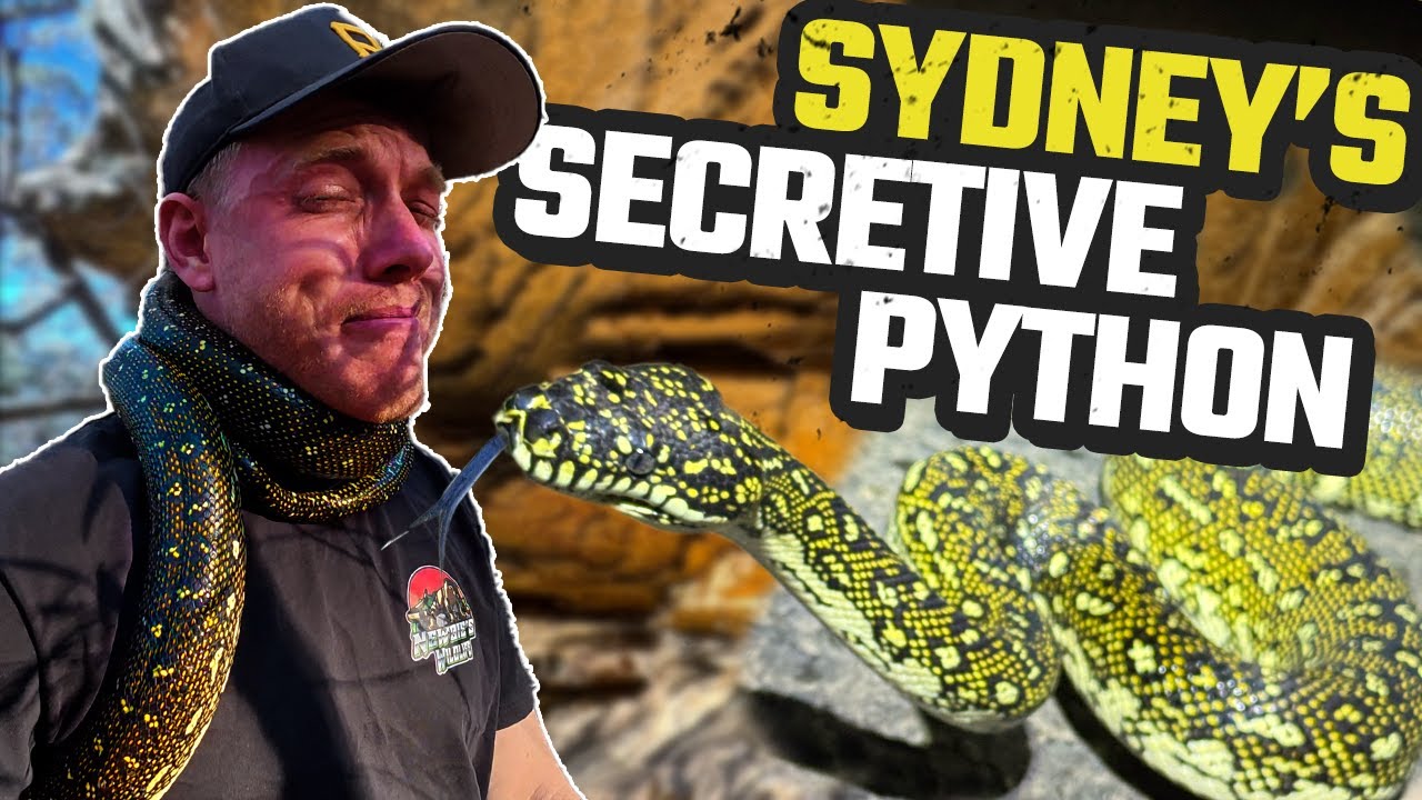 10 THINGS YOU DIDN'T KNOW ABOUT THE DIAMOND PYTHON