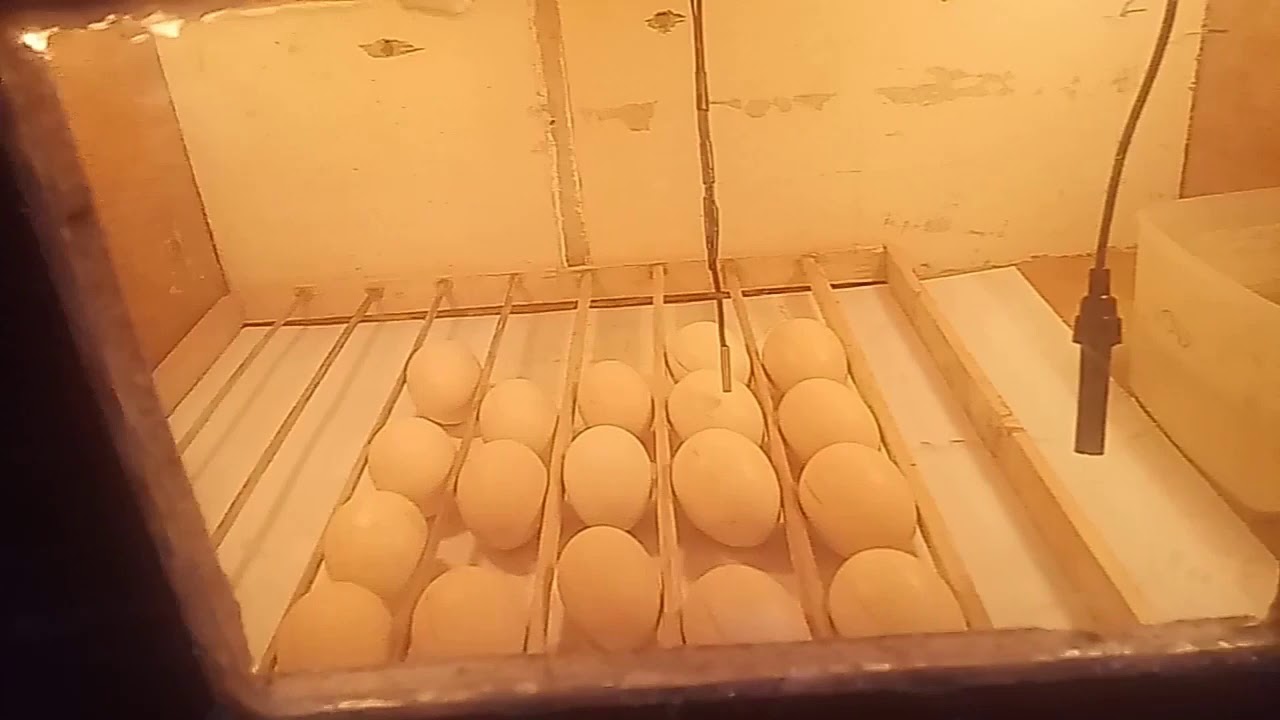 My DIY home made incubator with manual egg turner. Candling at day 8.