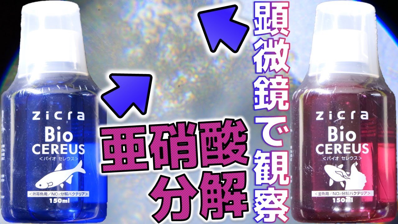 【バクテリア】亜硝酸を分解することに特化したセレウス菌。水質に全く影響を与えず無臭な芽胞状態。ジクラ バイオセレウス熱帯魚用/金魚用【ふぶきテトラ】