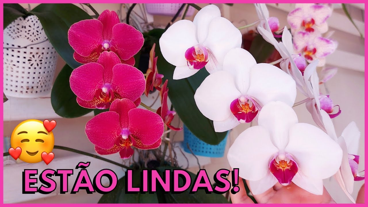 MUITAS FLORES NAS ORQUÍDEAS PHALAENOPSIS | Dicas para fazer as flores das Phalaenopsis durarem mais🥰
