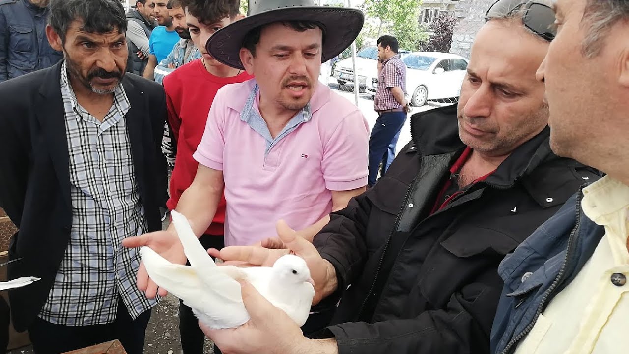 Pazara Bir Kuş Getirdi, Pazar Karıştı.Çarşı Pazar Karıştı.Edirne Kapı Kuş Pazarı.İstanbul Kuş Pazarı