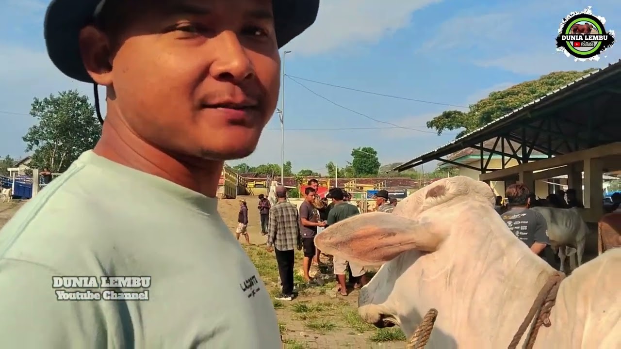 Cek Harga Sapi Jantan di Pasar Munggi Semanu Gunungkidul‼️