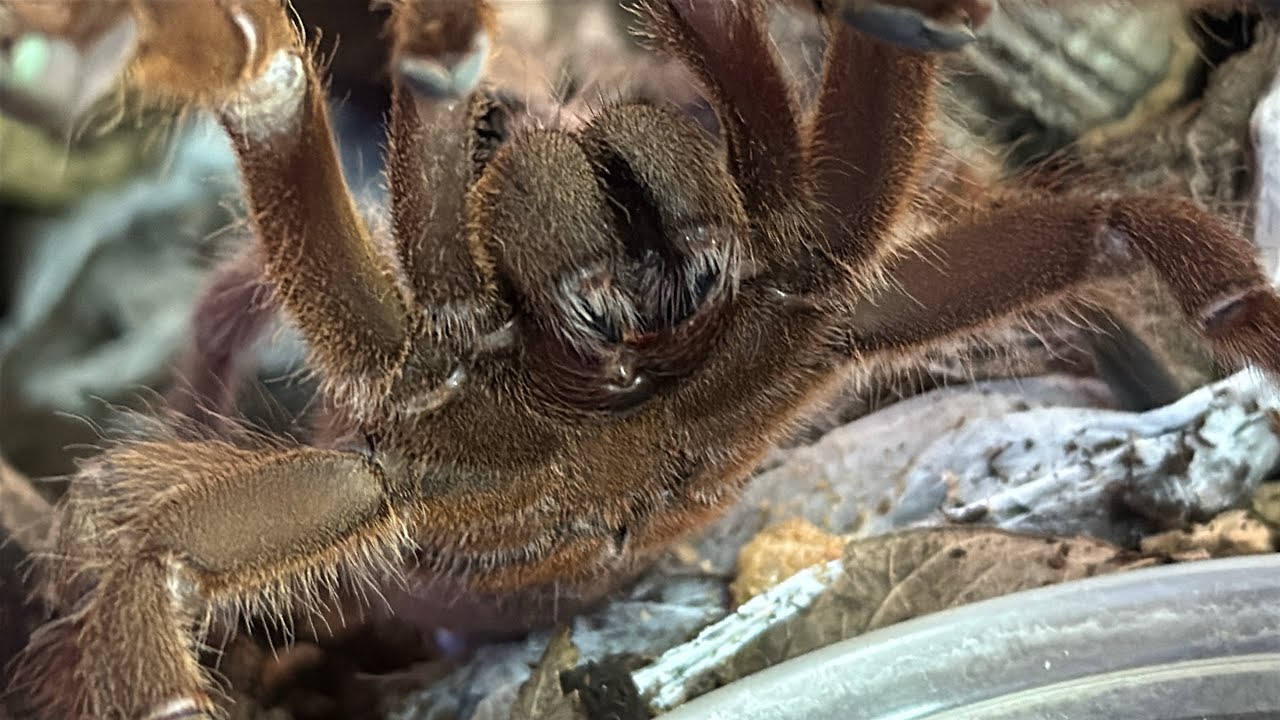 Showcasing four tarantula species and housing all four!! 