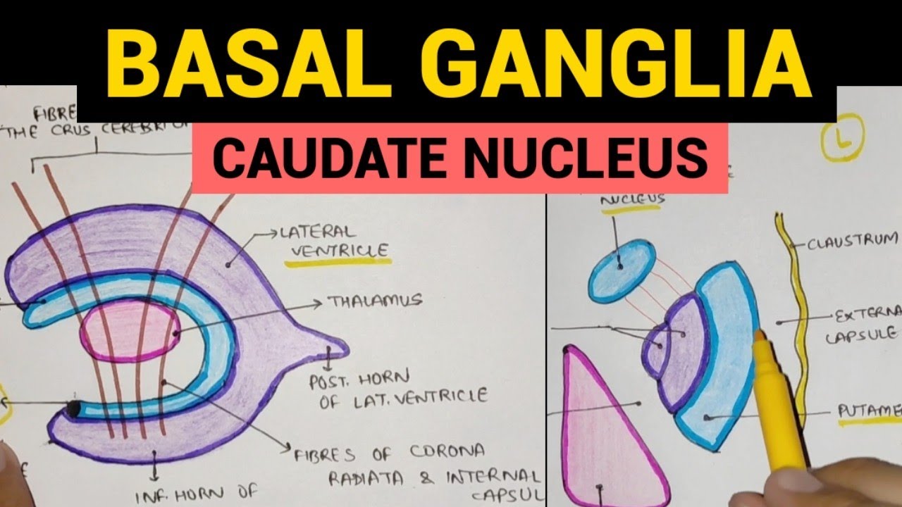 Basal Ganglia - 1 | Caudate Nucleus