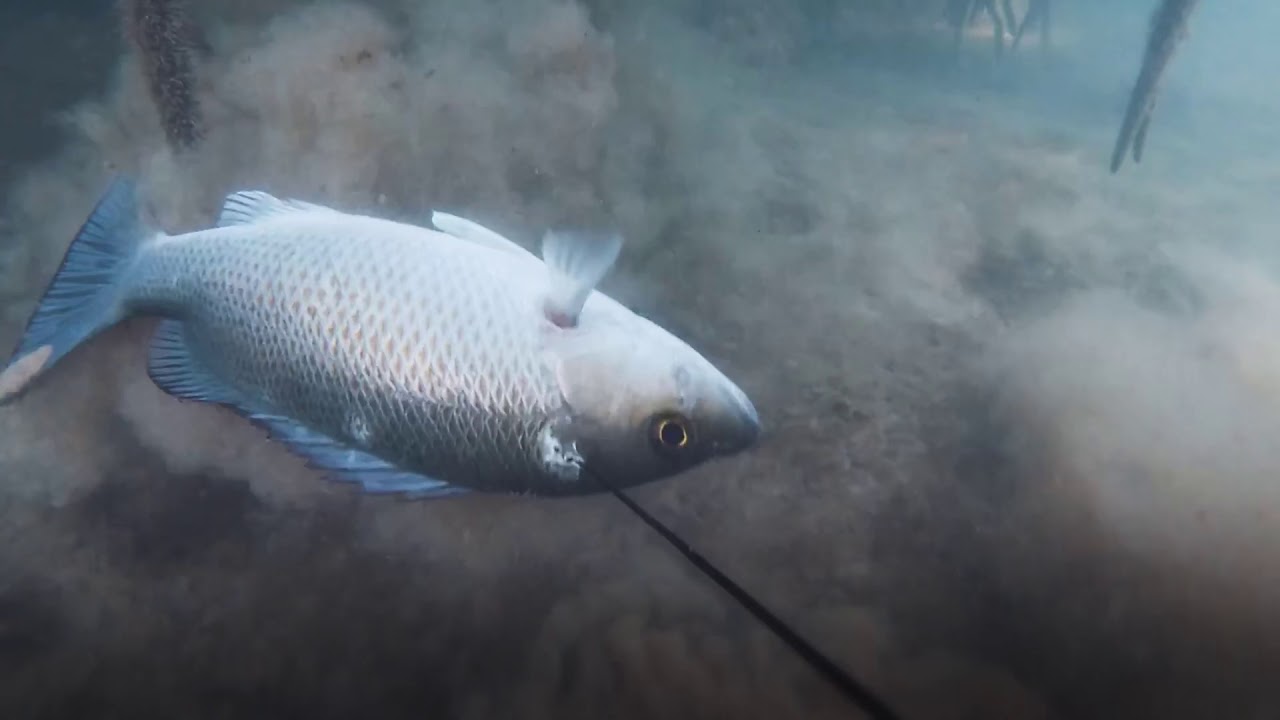#pesca submarina de robalo #2parte