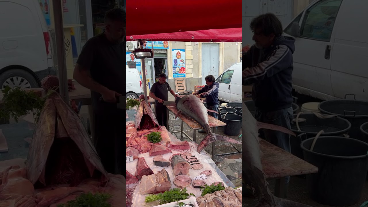 328 kg tonno rosso. 730lbs bluefin tuna 