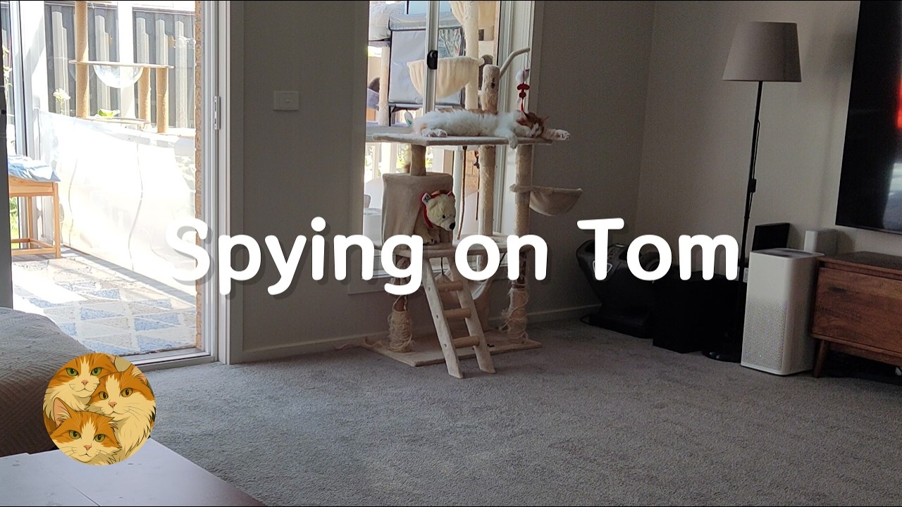 Spying on Tom’s Life 偷拍湯姆的喵生