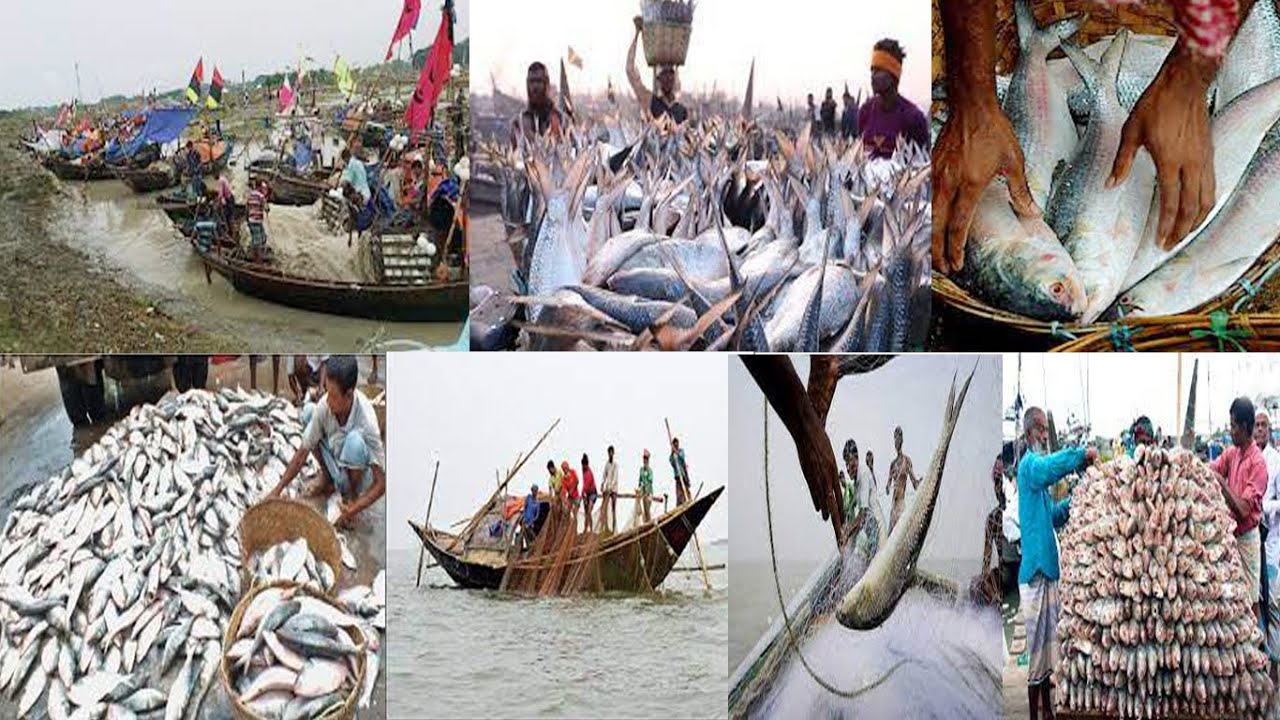 ভোলা জেলায় নদীর পাড়ে ইলিশ মাছের পাইকারি হাট।