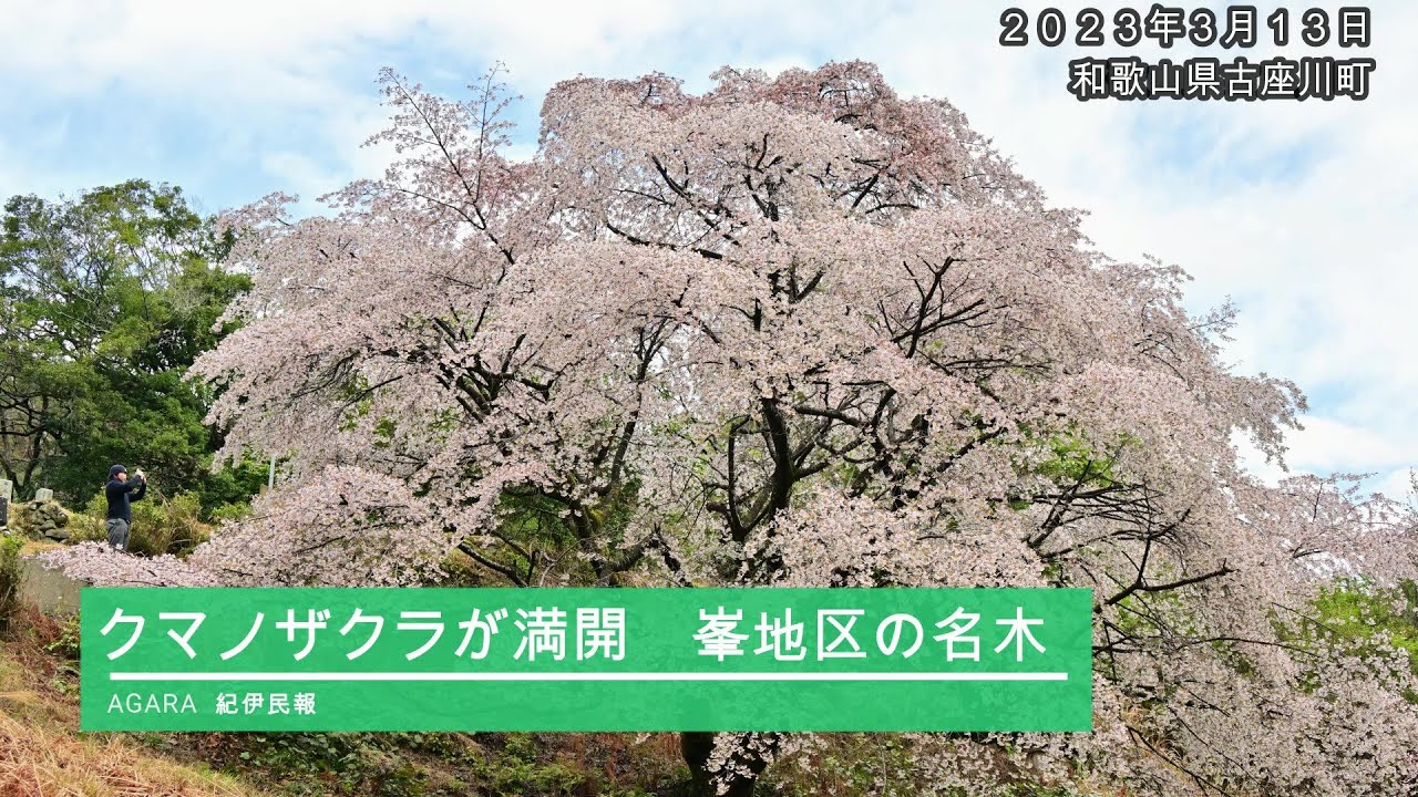 クマノザクラの名木満開　一足早く古座川町峯で