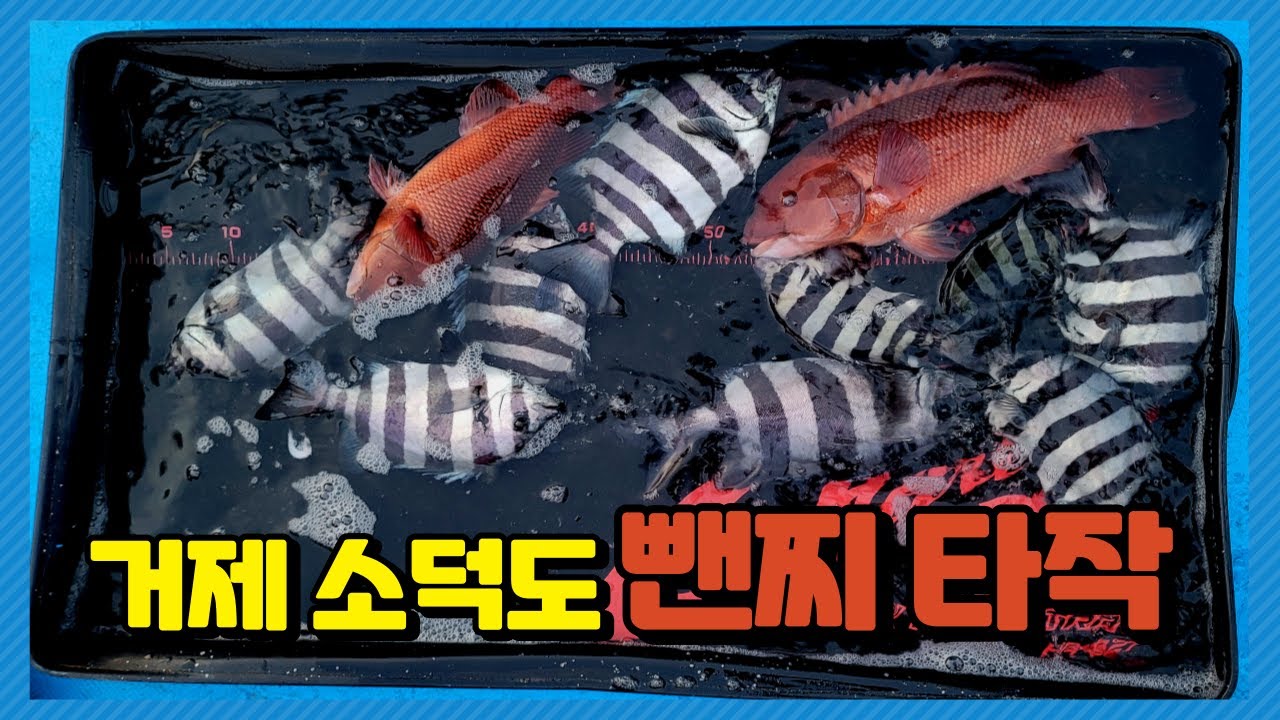 거제 돌돔 찌낚시. 뺀찌낚시. 전복미끼