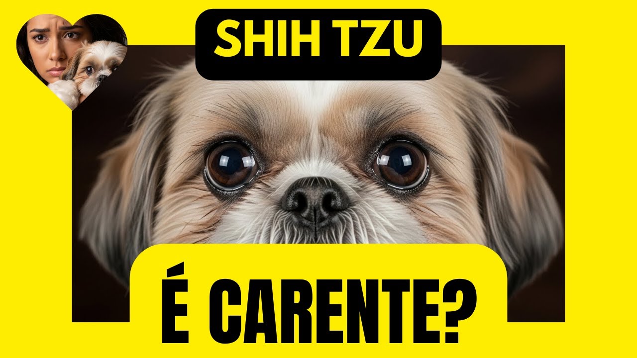 Seu Shih Tzu Te Segue Até no Banheiro? Isso é Amor ou Problema Grave?