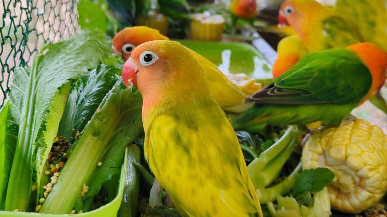 Lovebird Colorful 💚❤️#lovebirds #sunconure #parrotlover #birds #cutelovebird