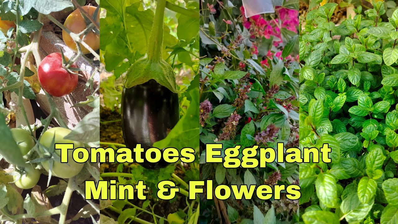 TOMATOES 🍅 EGGPLANT 🍆 BASIL PEPPER MINT OUR MINI GARDEN 🇶🇦 #alhamdulillah #قطر #satisfying #garden