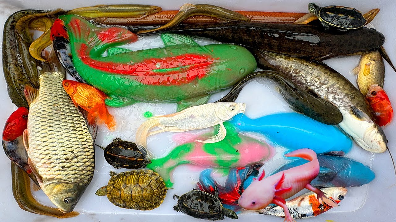 Kem Chanel lái công nông bắt cá ống nước chảy: cá chép, cá trê, koi, cá molly, rùa con, axolotl