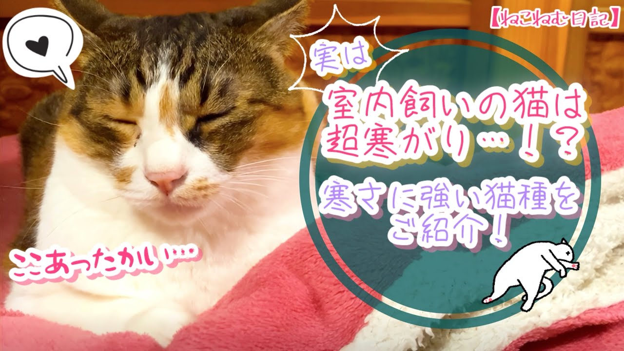 【豆知識】室内飼いの猫ちゃんは寒さに弱い？具体例を挙げてご紹介！猫種によっての耐性の違いとは？